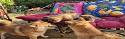 Japanese Shiba Inu dogs for sale: Last Lovely Shiba Inu Puppy, Ready for home now! - Advert 23