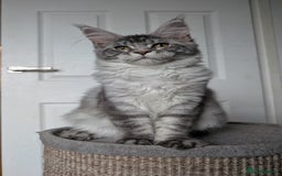 Maine Coon cats for sale:  LAST Black Smoke Maine coon girl available  - Image 13