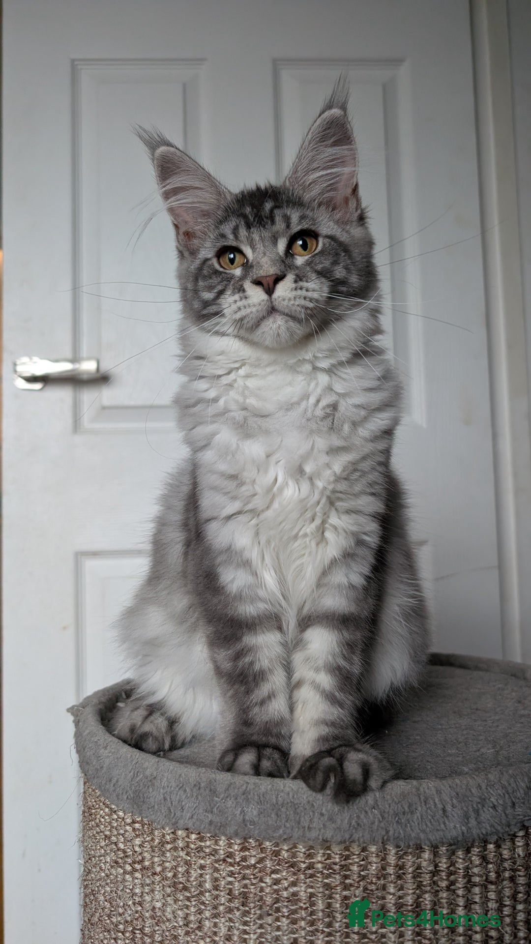 Maine Coon cats for sale:  LAST Black Smoke Maine coon girl available  - Image 13