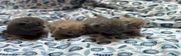 British Shorthair cats for sale: Pedigree British Blue/ Lilac Kittens - Advert 15