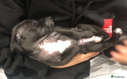 Italian Greyhound dogs for sale: 3/4 Italian greyhound 1/4 whippet puppies - Image 6