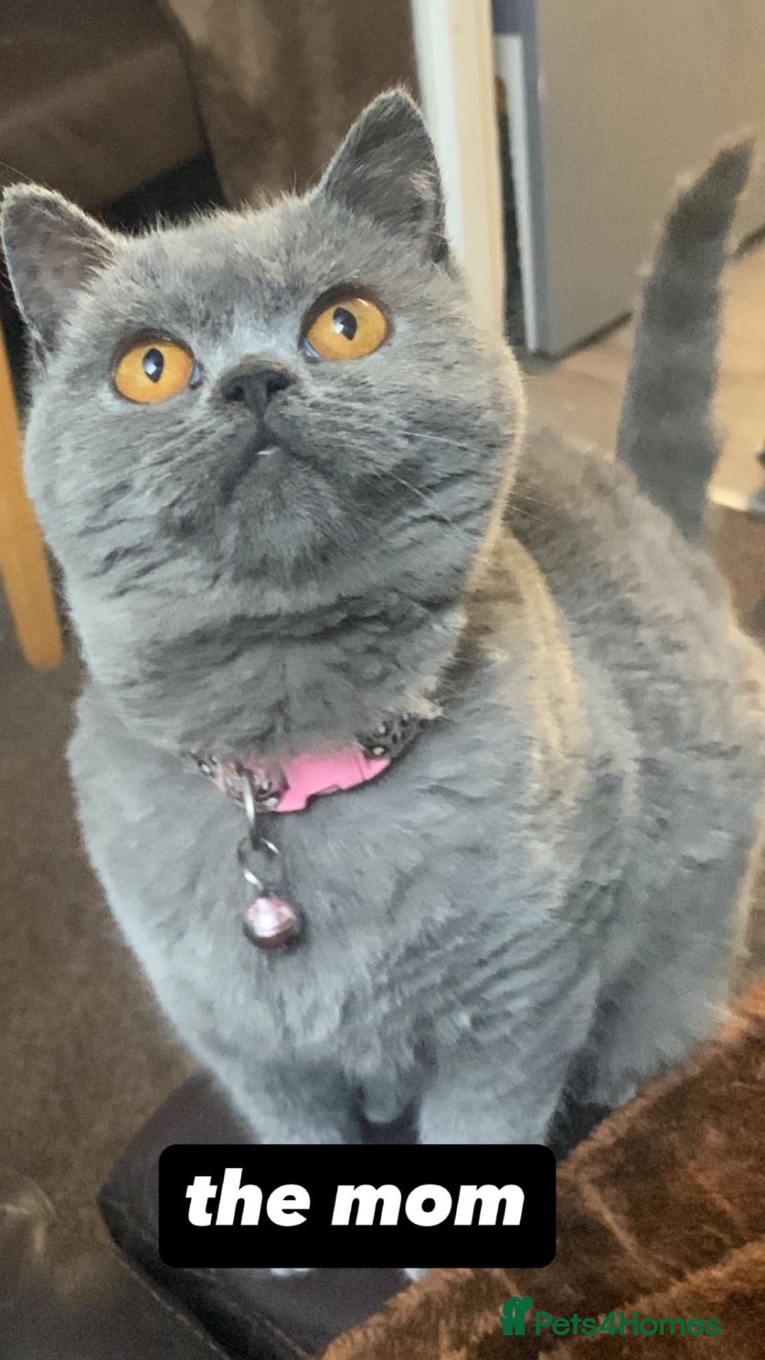 British Shorthair cats 3 British shorthair kittens  - Advert 1
