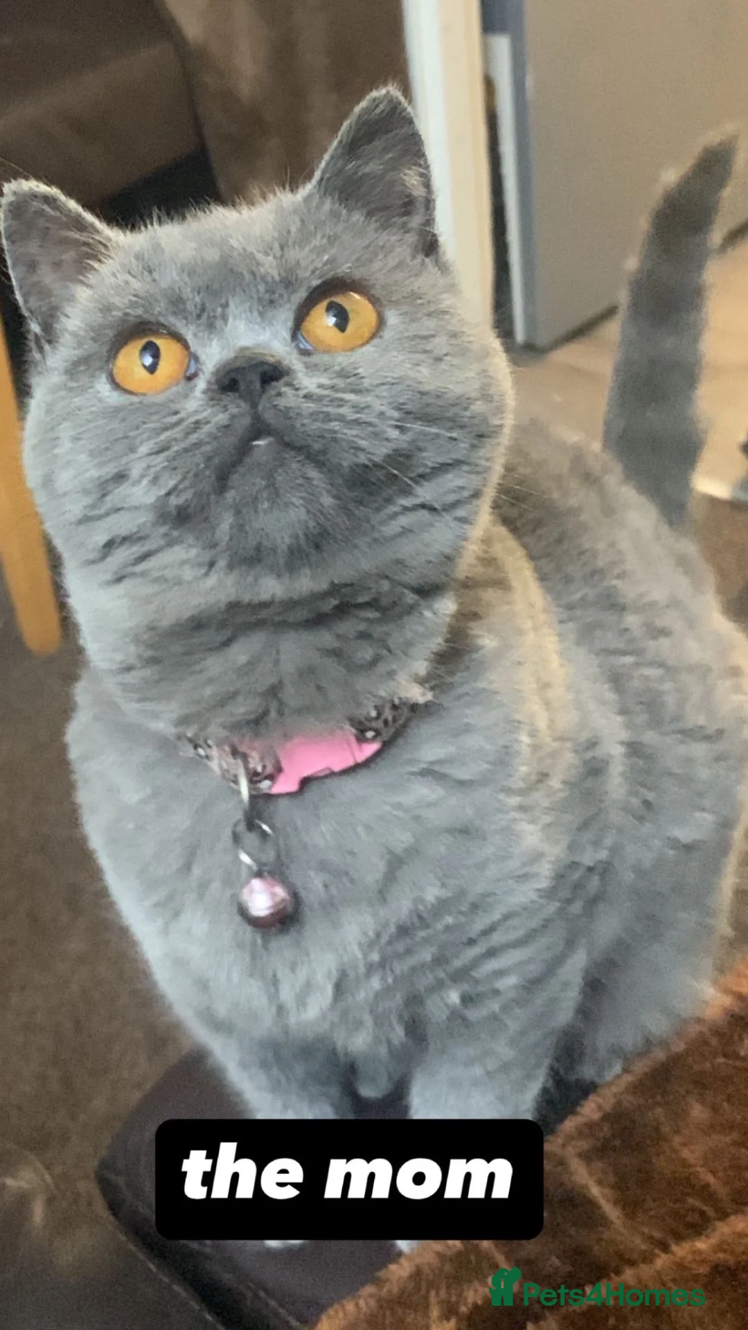 British Shorthair cats for sale: 3 British shorthair kittens  in Sheffield - Advert 1