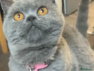 British Shorthair cats 3 British shorthair kittens - Advert 1
