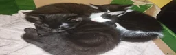 Mixed Breed cats for sale: Kittens  - Advert 5
