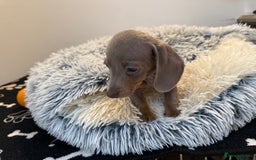 Miniature Dachshund dogs for sale: Beautiful smoothed haired miniature Dachshunds - Advert 16