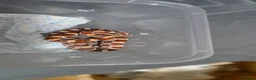 Corn Snake reptiles for sale: Baby corn snakes  - Advert 4