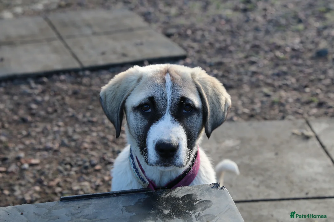 Anatolian Shepherd dogs for sale: Anatolian Shepherd Pups - KC Registered in Carluke - Advert 2