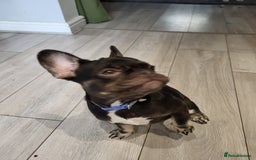 French Bulldog dogs for sale: Bitch Mini french bulldog - Image 7