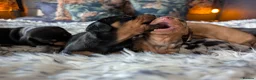 Dachshund dogs for sale: LET DOWN ON LAST PUPPY DACHSHUND  - Advert 13
