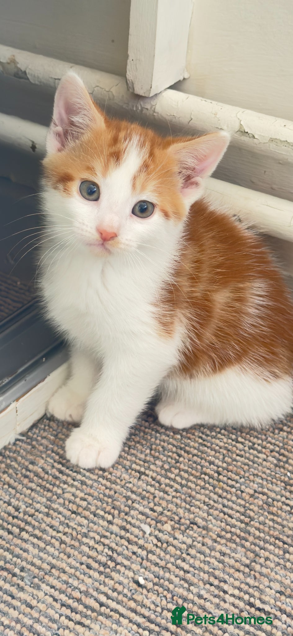 Mixed Breed cats KITTEN - Advert 3