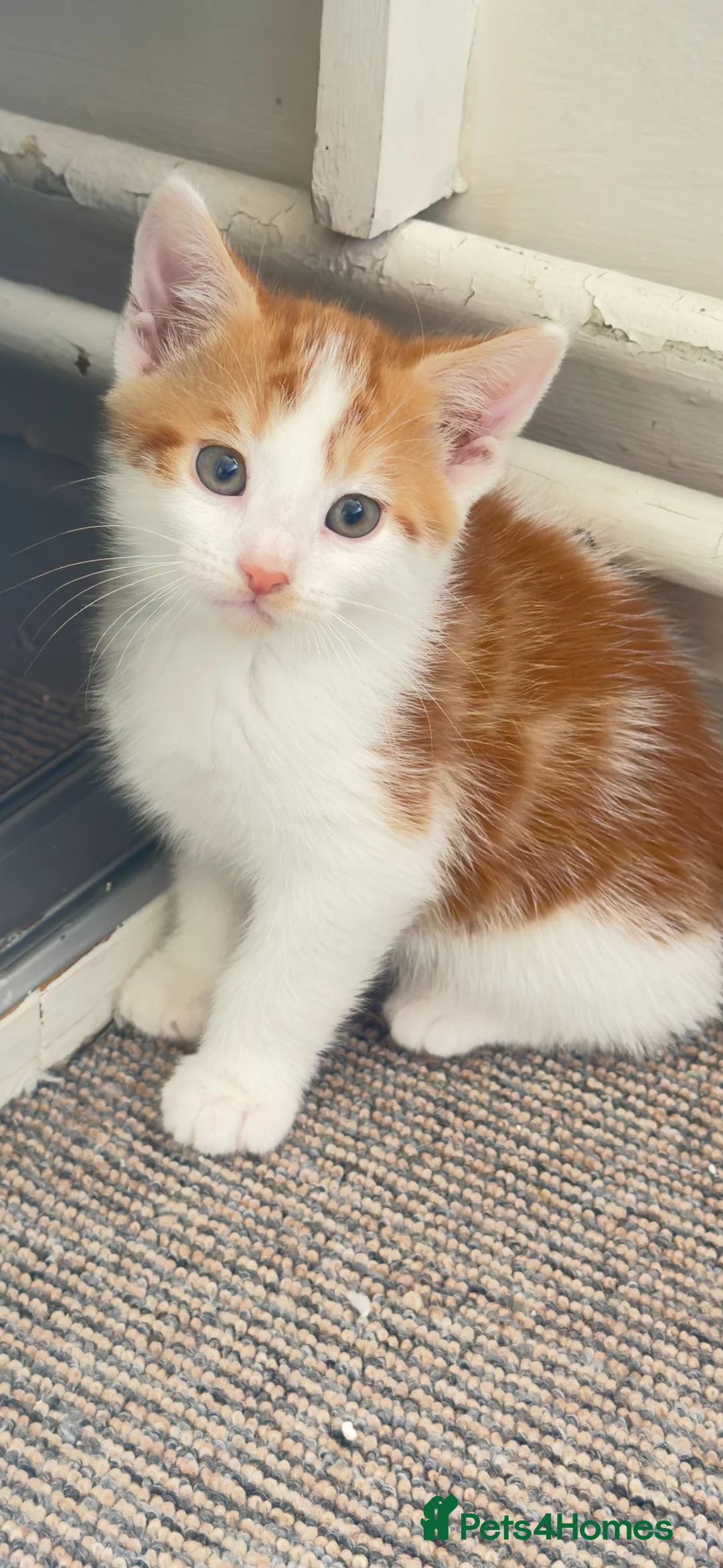 Mixed Breed cats for sale: KITTEN - Advert 1
