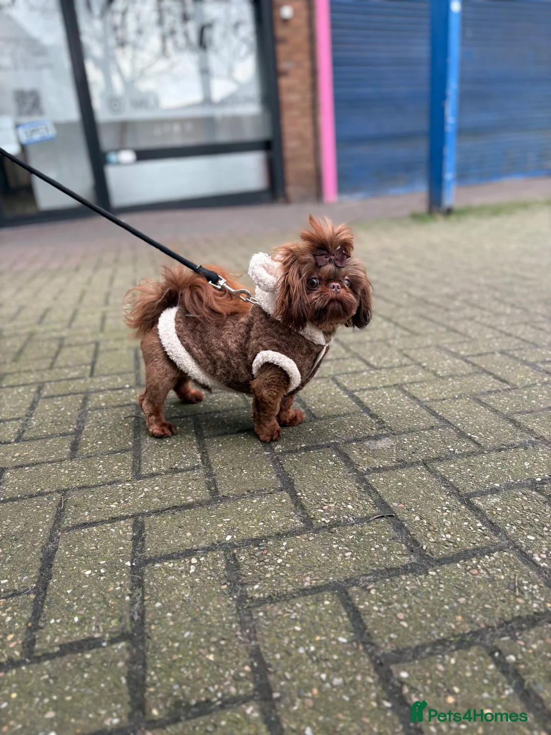 Shih Tzu dogs for stud: 🐶💎 Bumble – Imperial Shih Tzu Stud, kc reg 💎🐶 in Liverpool - Advert 3