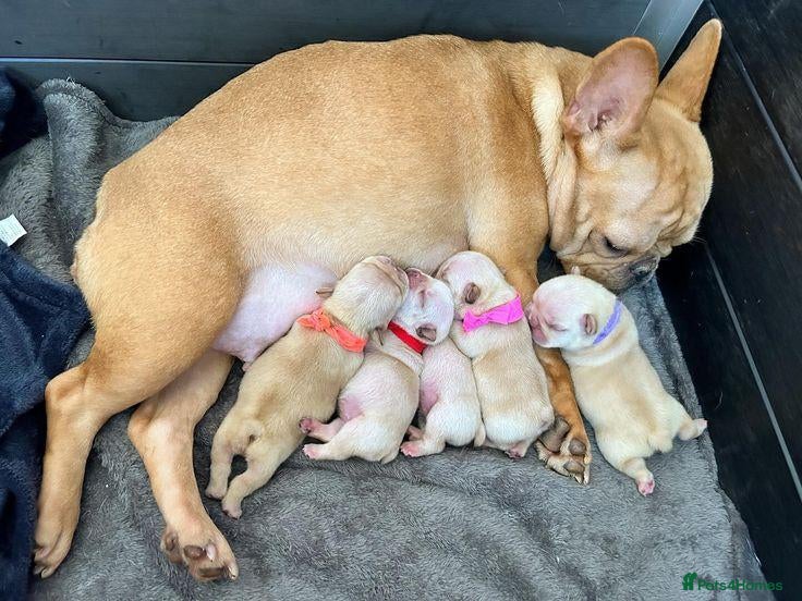 French Bulldog dogs Friendly French Bulldog Puppies - Advert 1