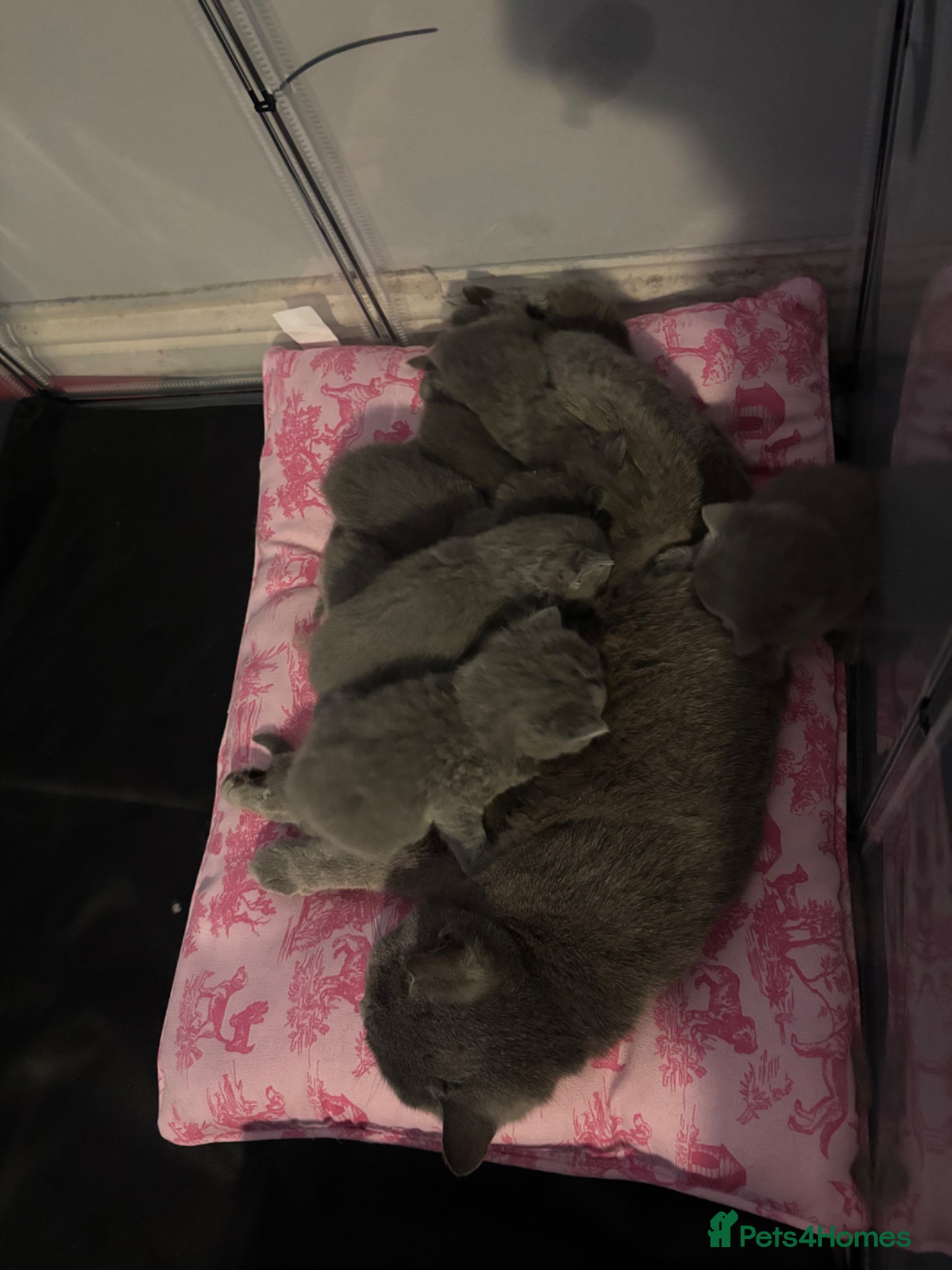 British Longhair cats for sale: British long haired blue girls  - Advert 5
