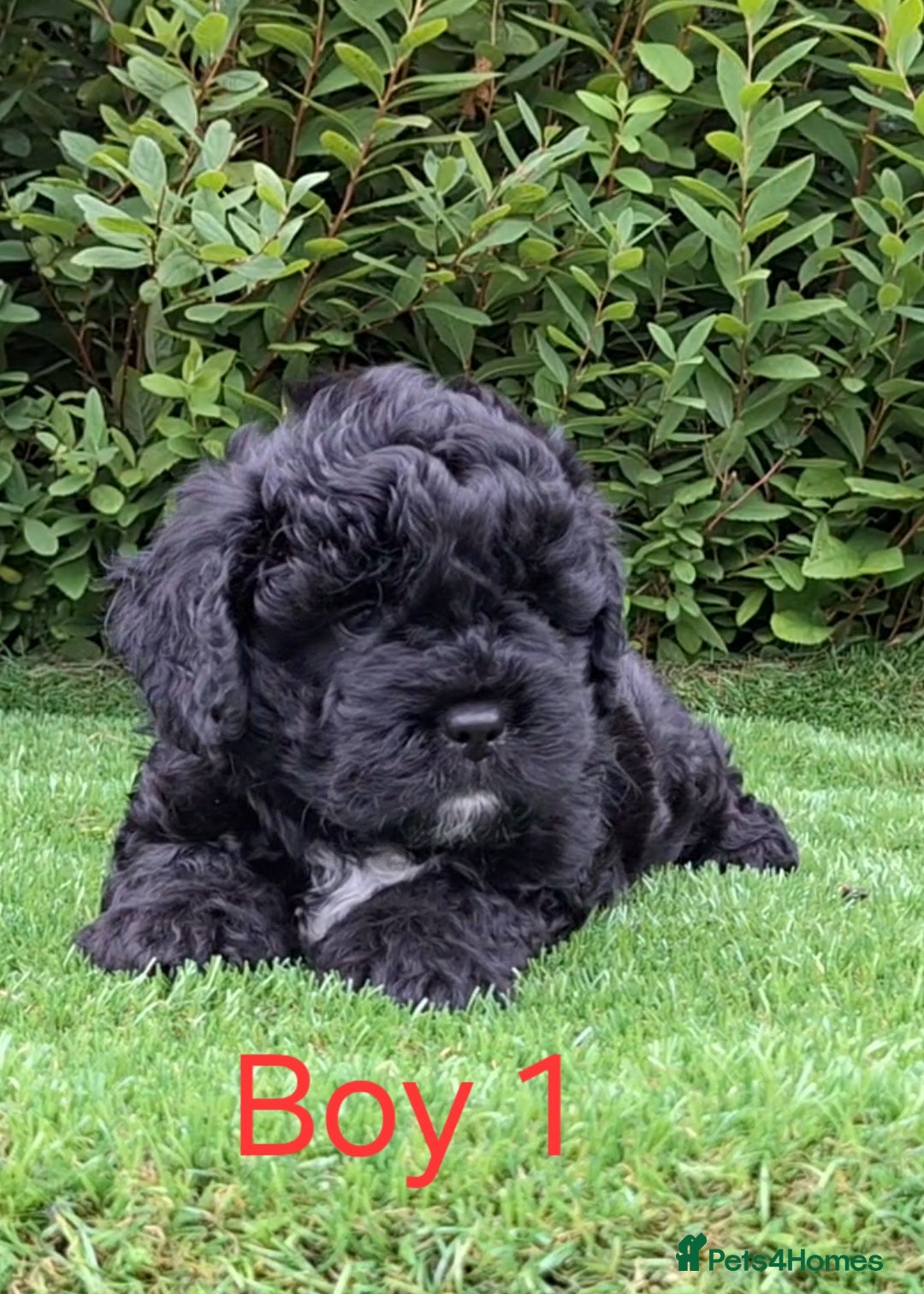 Miniature Poodle dogs for sale: Foodle French Bulldog X Poodle Ready Now - Image 21