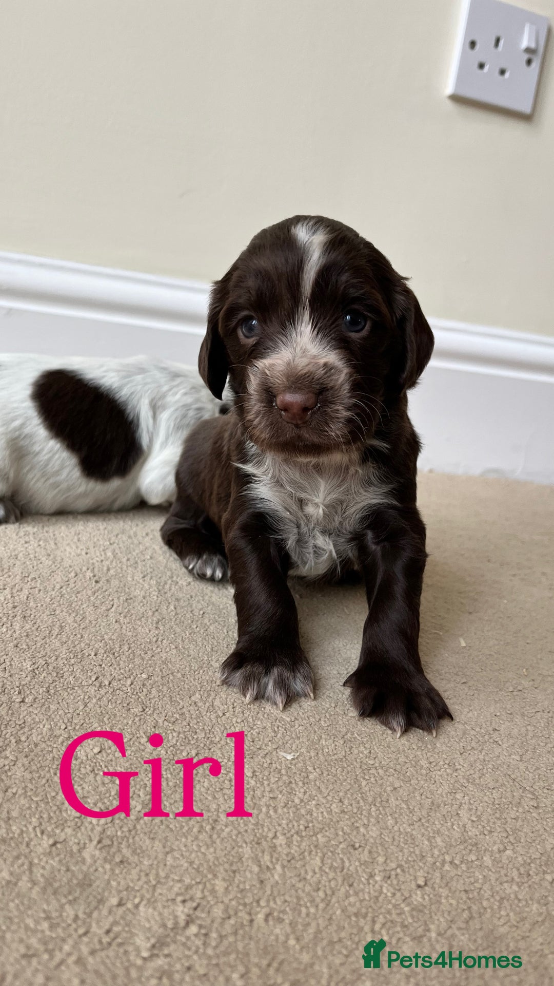 Cocker Spaniel dogs for sale: STUNNING FUR BABYS NEED A HOME🐶🩷🩵 - Image 4