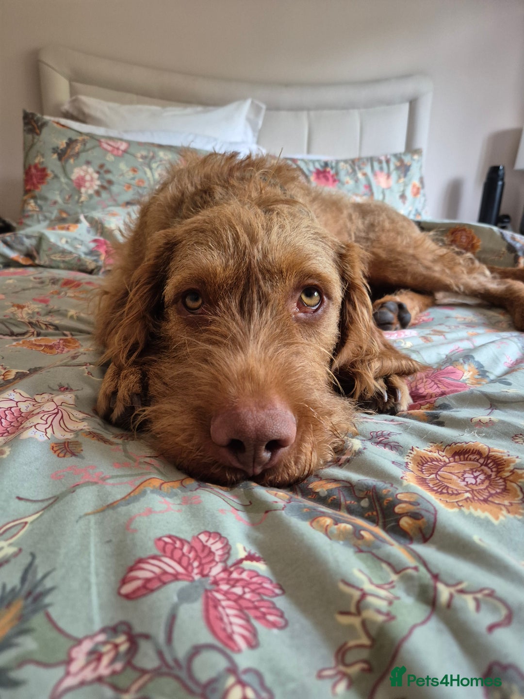 Hungarian Vizsla dogs for sale: Gorgeous 15 month wirehaired vizla  - Image 1