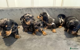 Miniature Dachshund dogs for sale: Miniature Dachshunds Dapple - Image 8