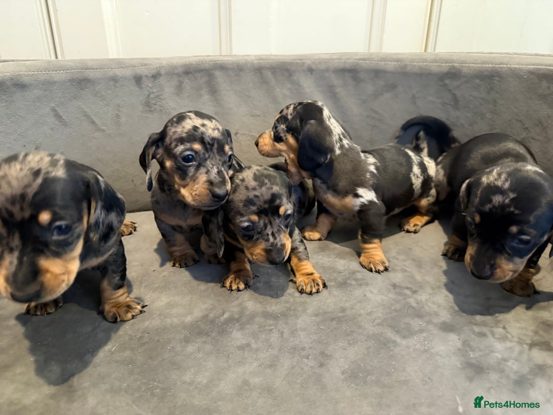 Miniature Dachshund dogs for sale: Miniature Dachshunds Dapple - Image 8