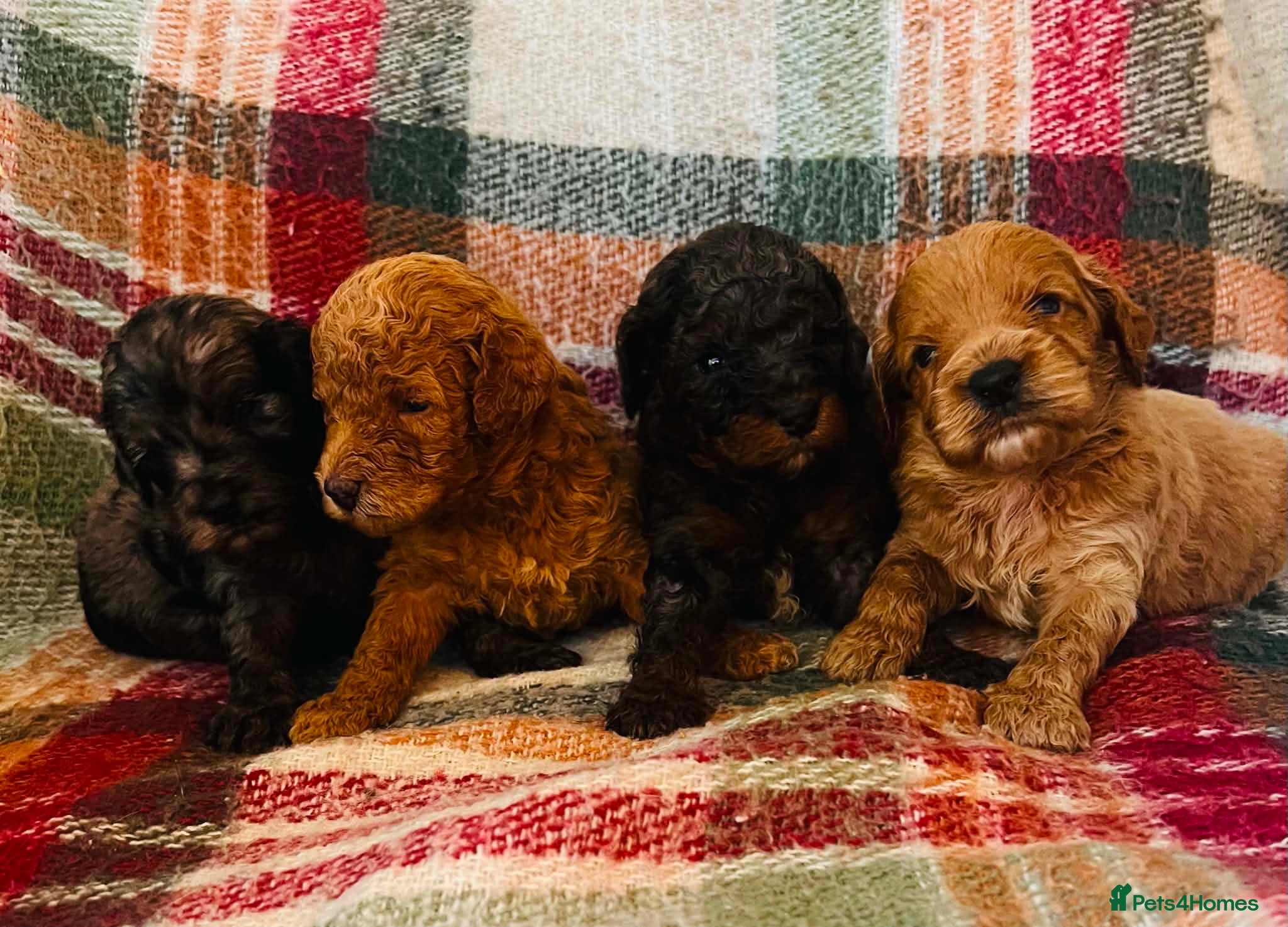 Cockapoo dogs Rare Cockapoo Puppies - Advert 12