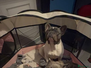 French Bulldog dogs DWKC registered beautiful French bulldogs - Advert 5