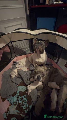 French Bulldog dogs DWKC registered beautiful French bulldogs - Advert 2
