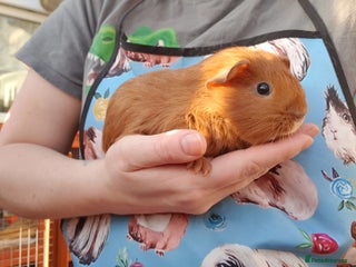 Guinea Pig rodents guinea pigs - Advert 15
