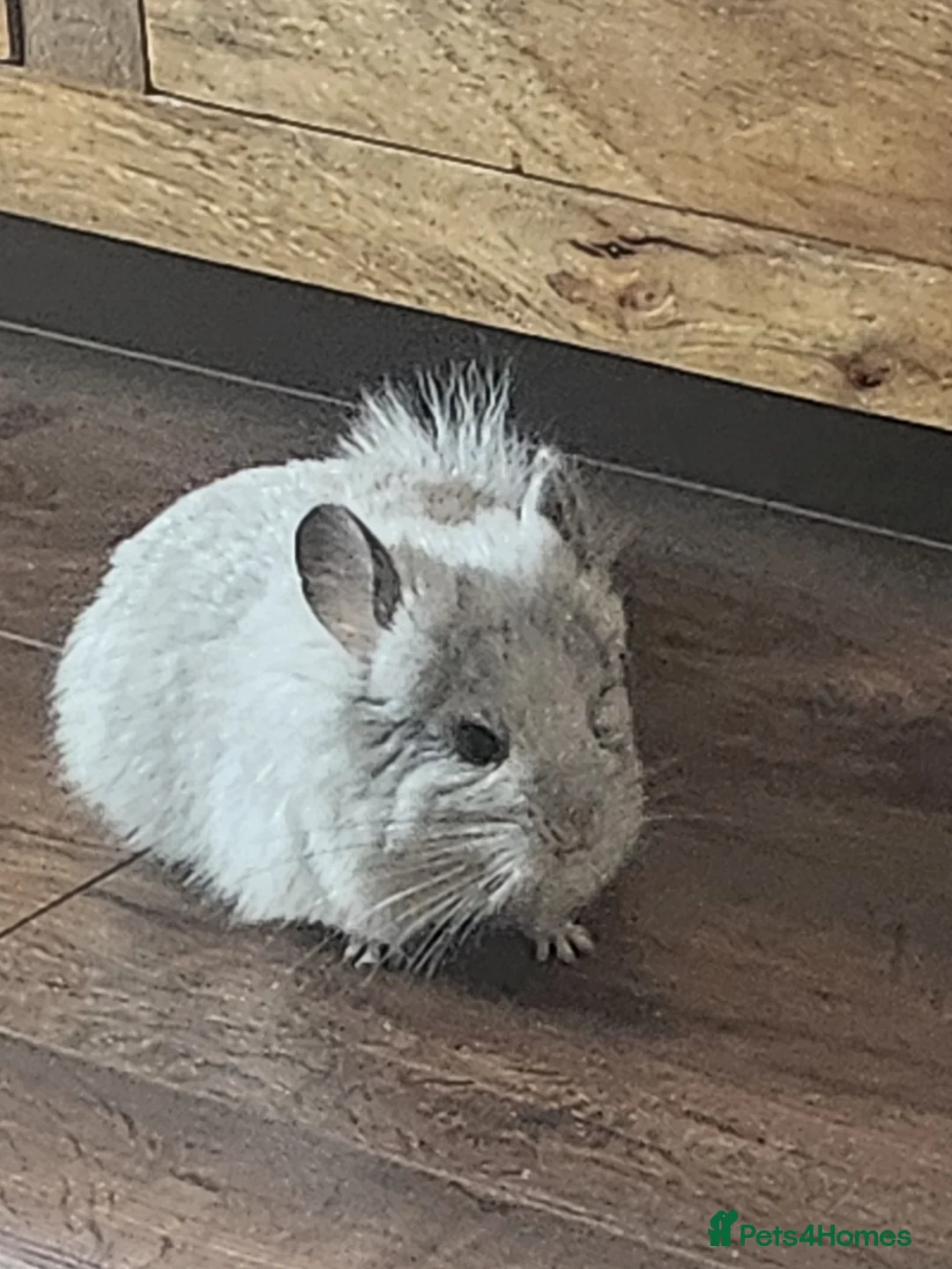 Chinchilla rodents for sale: Fluffy Mosaic Bdc Angora female Chinchilla  in Stoke-on-Trent - Advert 10