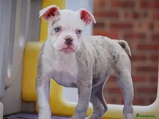 Olde English Bulldogge dogs 23❤️YEARS❤️5⭐️RATED❤️LICENSED❤️PROFESSIONALS❤️ - Advert 1