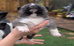 Akita dogs for sale: Akita Puppies - Advert 11