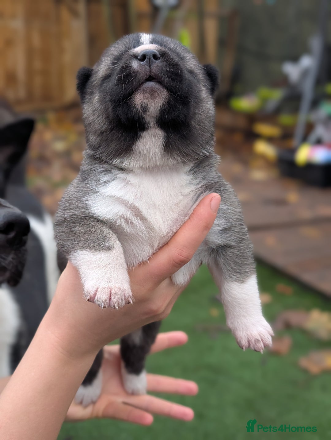 Akita dogs for sale: Akita Puppies - Advert 11