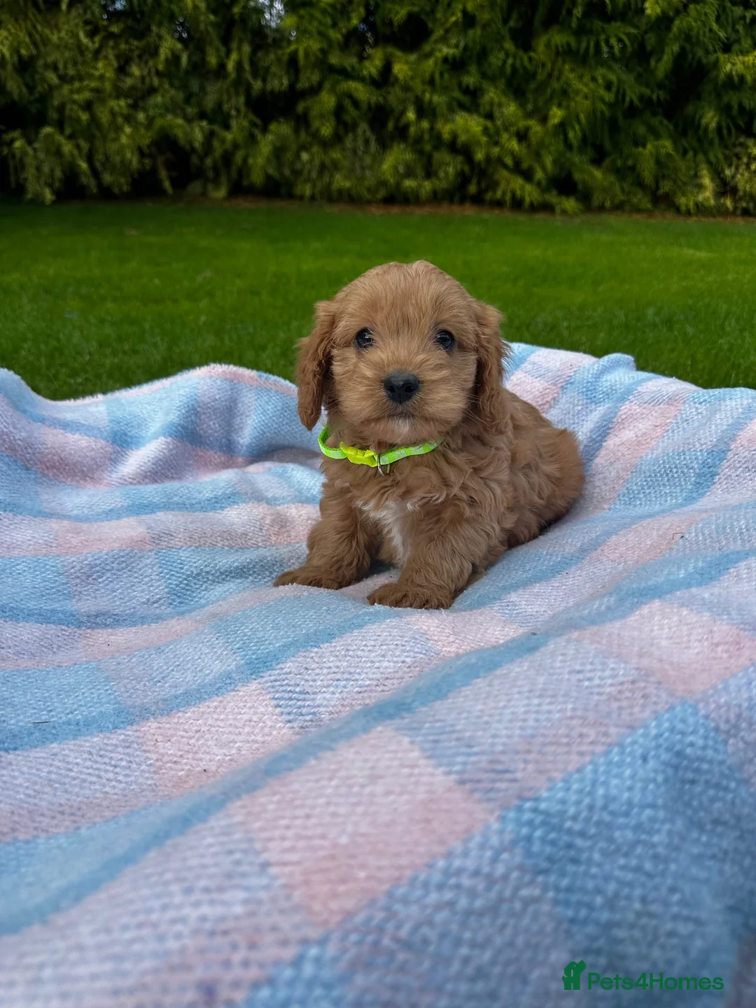 Cavapoo dogs for sale: Cavapoo Puppies  - Advert 2