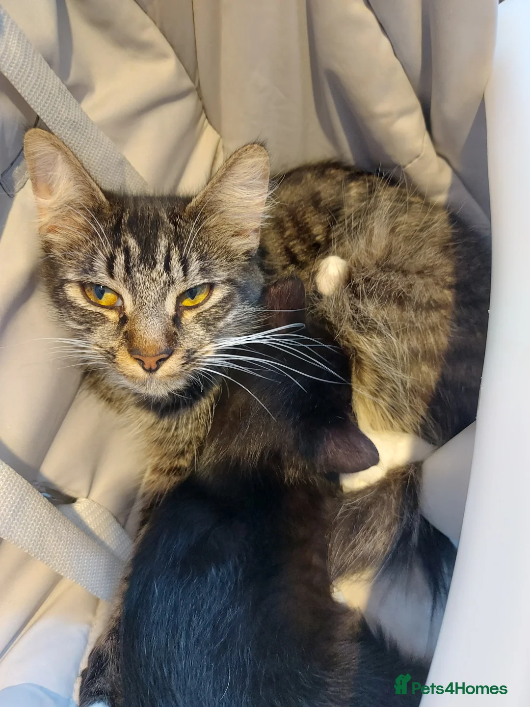 Mixed Breed cats for sale: 9 weeks old Cute kitten🐈‍⬛😍 - Advert 4