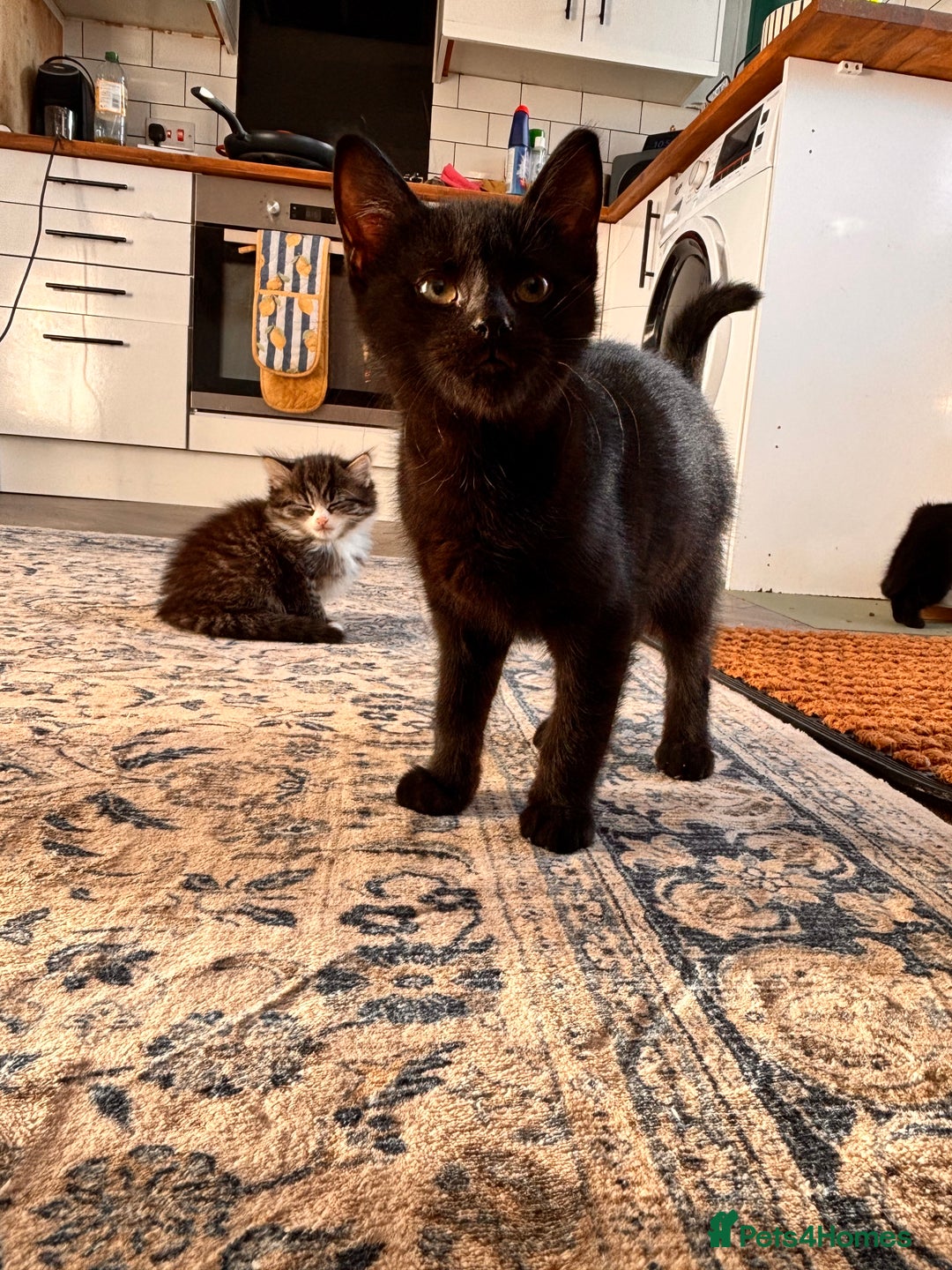 Mixed Breed cats for sale: Kittens for Sale  - Advert 9