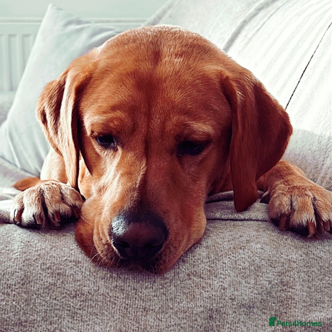 Labrador Retriever dogs for sale: Seb the lab - Image 5