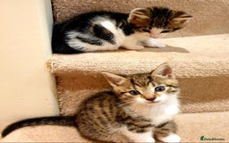 Mixed Breed cats for sale: Adorable trio of kittens  - Image 11