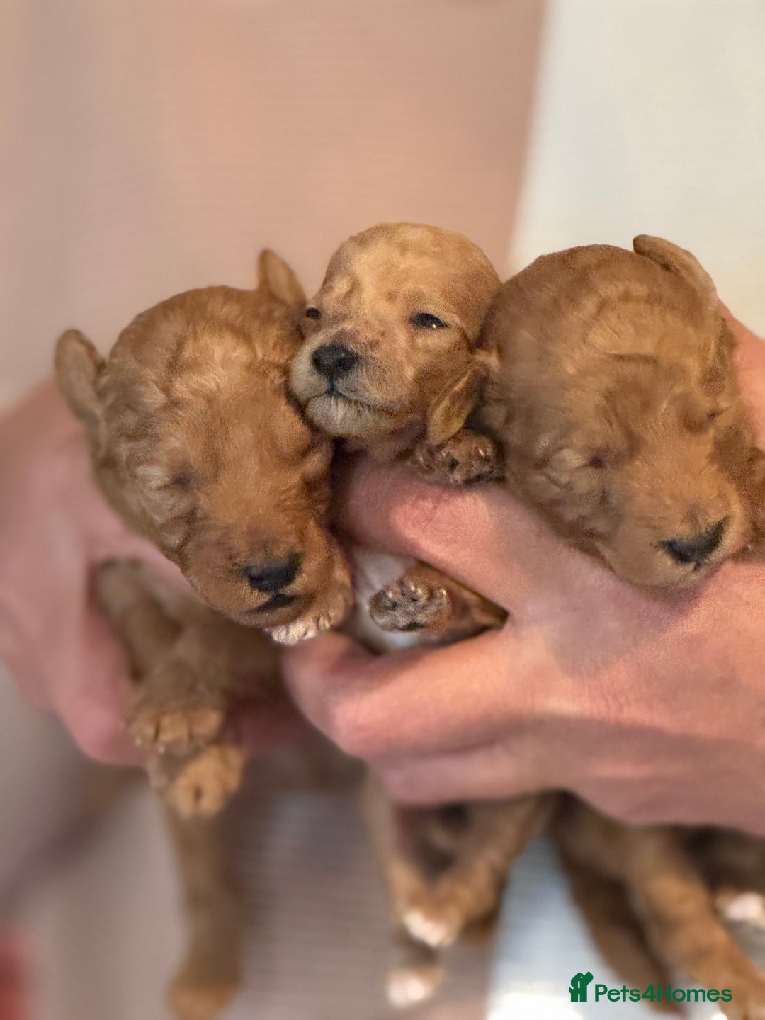 Toy Poodle dogs for sale: Toy Poodles - Advert 4