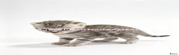 Egyptian Mau cats for sale: TICA reg SNOW LEOPARD EGYPTIAN MAU X BENGAL  - Advert 8