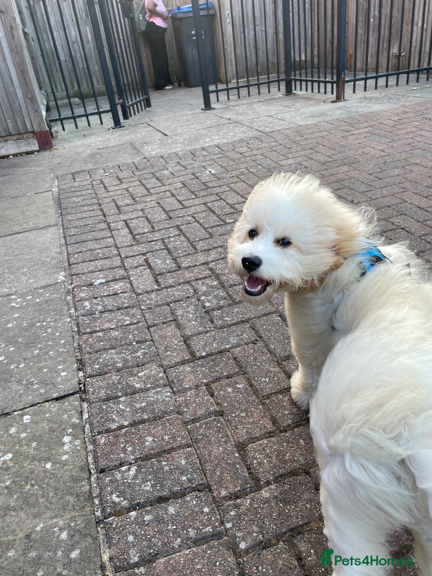 Cavapoo dogs Smart 7-Month-Old Puppy Looking for Forever Home - Advert 1