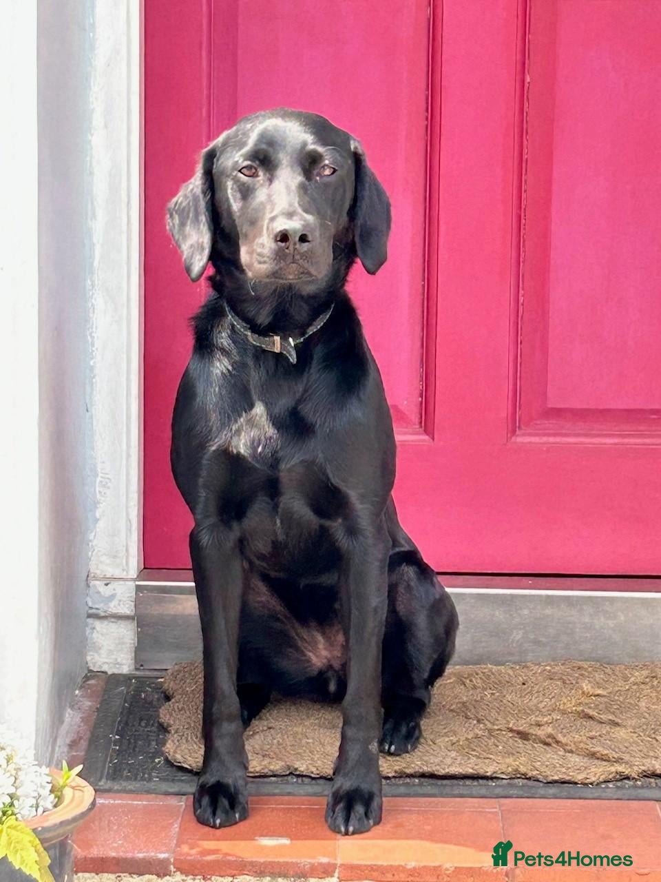 Labrador Retriever dogs for sale: KC Labradors | Wonderful Family Temperaments - Advert 1