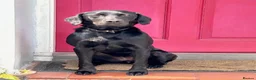 Labrador Retriever dogs for sale: KC Labradors | Wonderful Family Temperaments in London - Advert 1