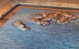 Golden Retriever dogs for sale: Working golden retriever puppies  - Image 5