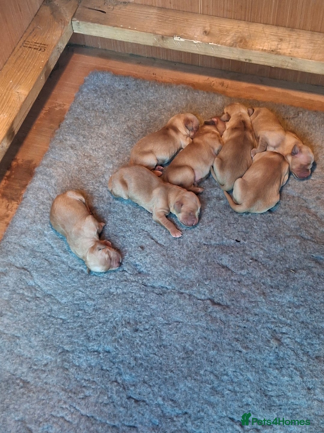 Golden Retriever dogs for sale: Working golden retriever puppies  - Image 5