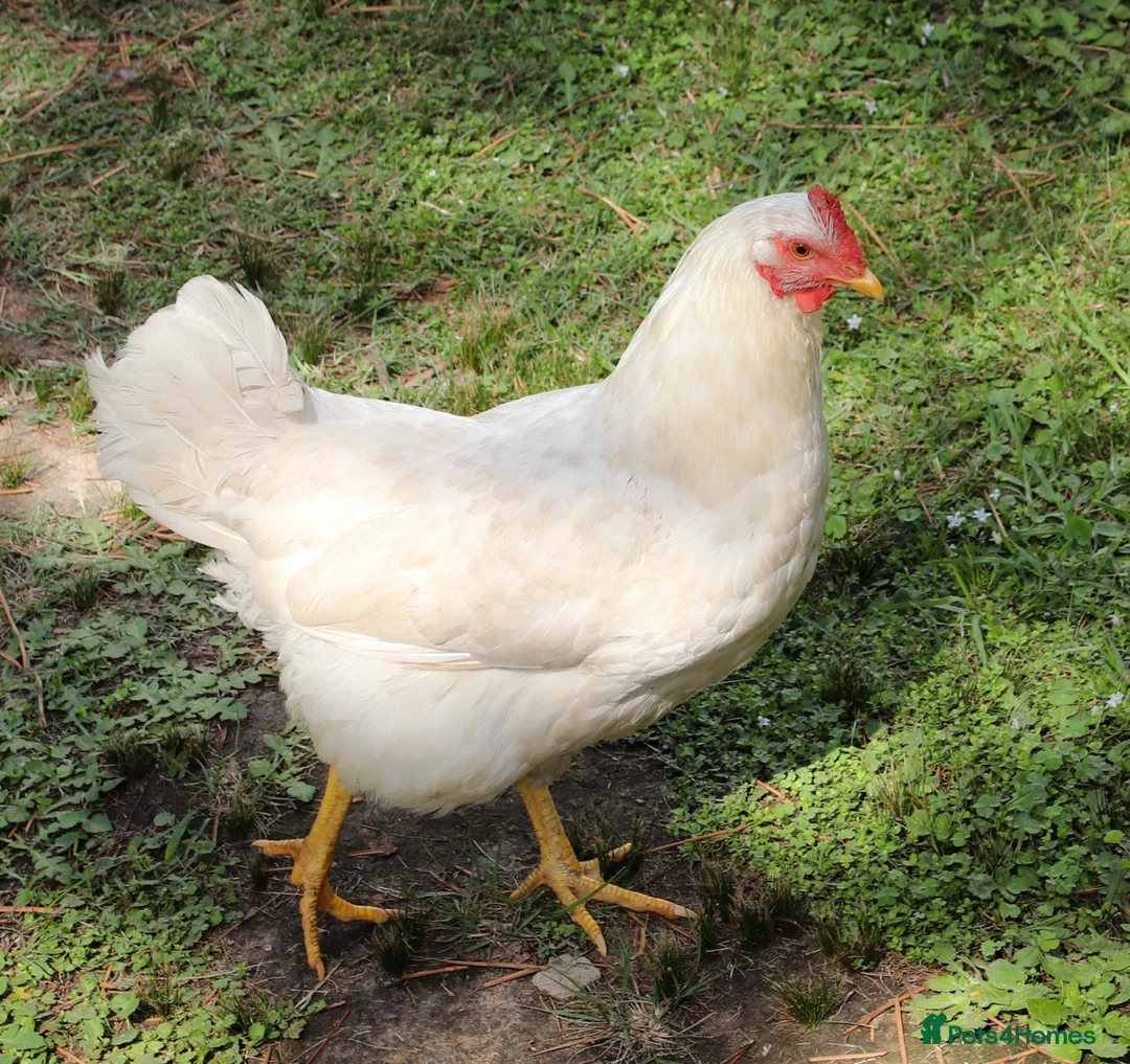 Chickens poultry for sale: POL 22 week old White Star hybrid pullets x 4 - Advert 1