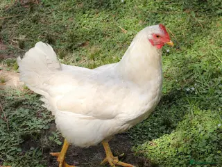 Chickens poultry POL 20 week old White Star hybrid pullets - Advert 16