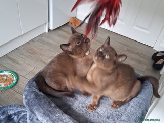 Burmese cats - Advert 2
