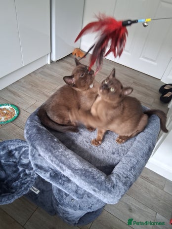 Burmese cats - Advert 2