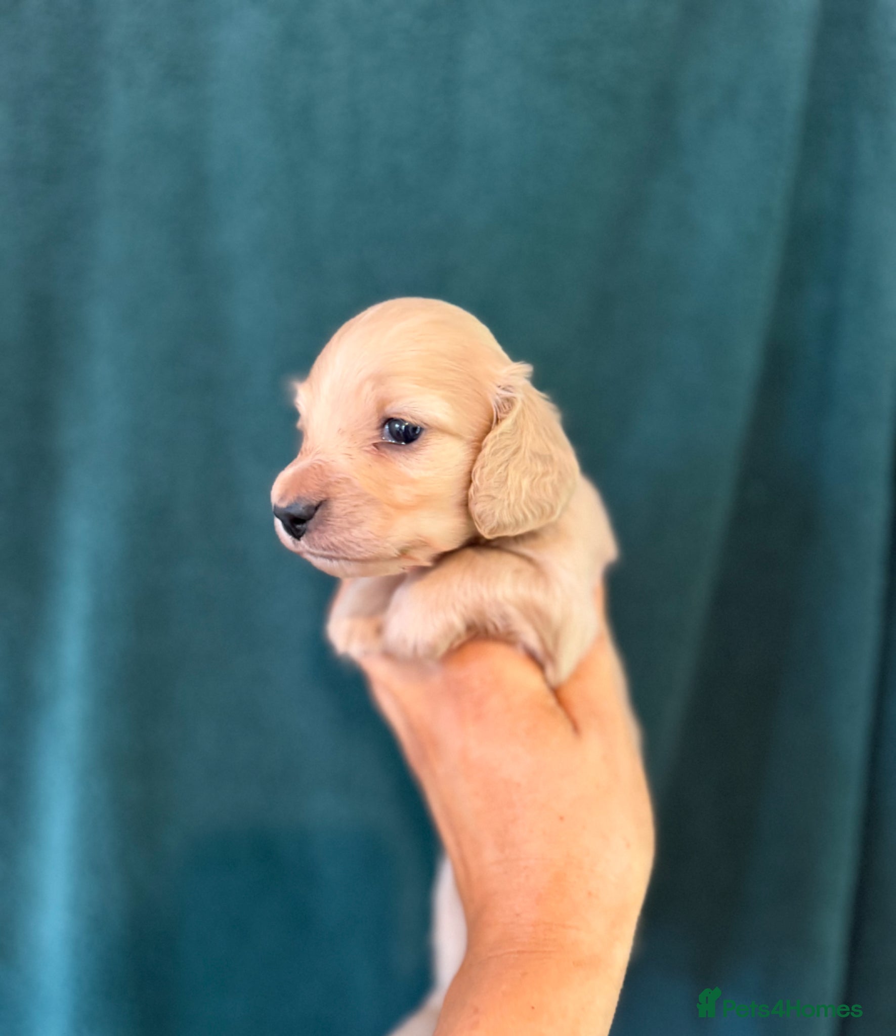 Miniature Dachshund dogs for sale: Miniature longhaired dachshunds  - Advert 4