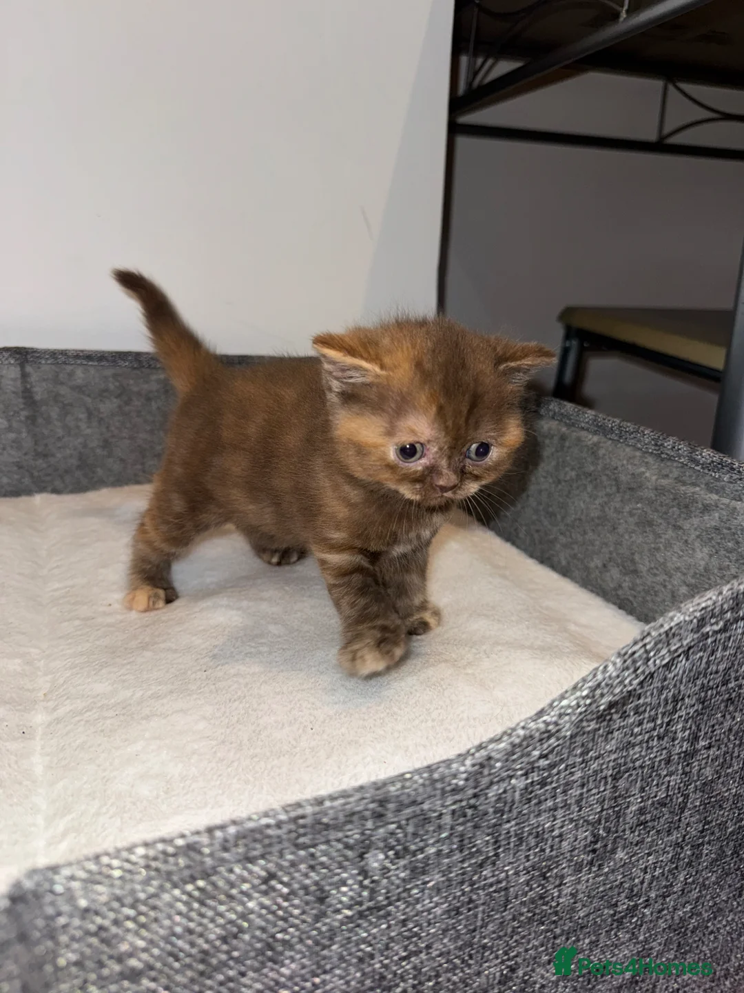 British Shorthair cats for sale: Stunning Chocolate British Shorthair Kittens  - Advert 14